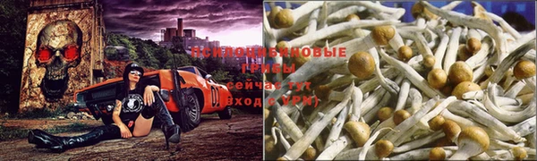 дживик Белокуриха